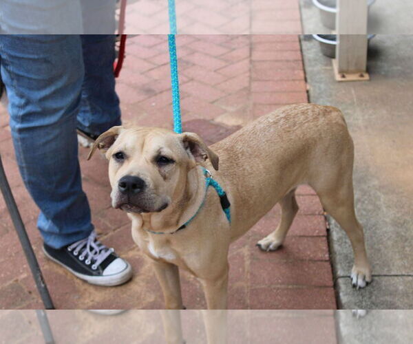 Medium Photo #2 Mutt Puppy For Sale in Holly Springs, NC, USA