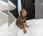 Small Photo #10 Doberman Pinscher Puppy For Sale in BUCKEYE, AZ, USA