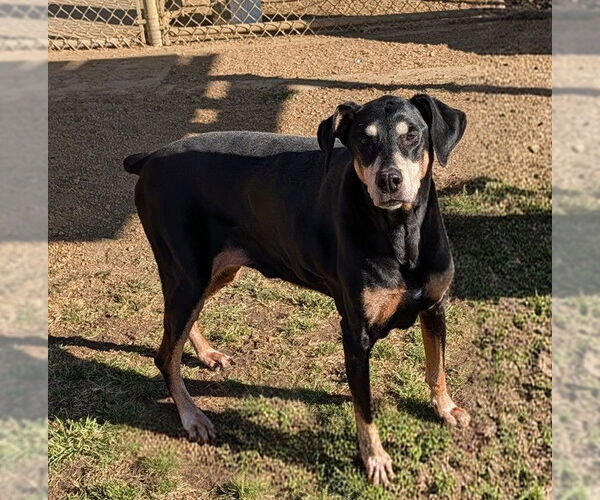 Medium Photo #2 Doberman Pinscher-Unknown Mix Puppy For Sale in Plano, TX, USA