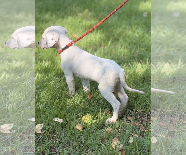 Medium Photo #4 Mutt Puppy For Sale in Yardley, PA, USA