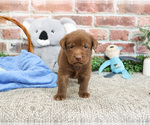 Small #2 Labrador Retriever