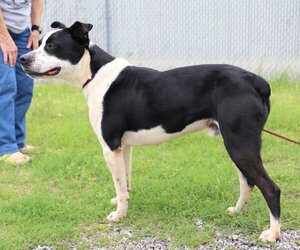 Kubo Lonestar - Male Border Collie Dog for Adoption - Photo #9