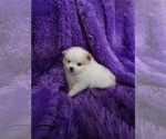 Small Photo #3 Pomeranian Puppy For Sale in VERNON, FL, USA