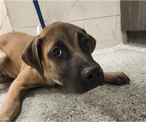 Plott Hound Dogs for adoption in Conroe, TX, USA