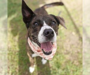 American Staffordshire Terrier-Unknown Mix Dogs for adoption in San Antonio, TX, USA
