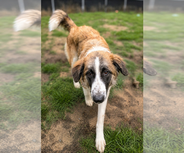 Medium Photo #3 Great Pyrenees-Unknown Mix Puppy For Sale in Thomasville, NC, USA