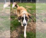 Small #2 Great Pyrenees Mix