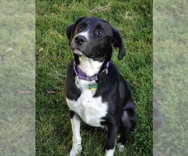 Medium Photo #4 Labrador Retriever-Unknown Mix Puppy For Sale in Elmsford, NY, USA