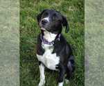 Small #3 Labrador Retriever Mix