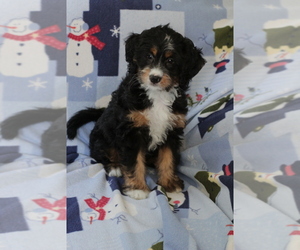 Bernedoodle (Miniature) Puppy for Sale in MILWAUKEE, Wisconsin USA