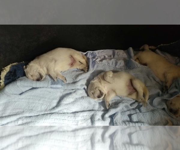 Medium Photo #77 English Cream Golden Retriever Puppy For Sale in NORTHWOOD, OH, USA