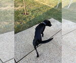 Small #1 Mutt
