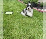 Small #1 Australian Shepherd