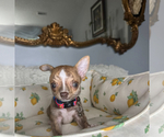Small #1 Chihuahua