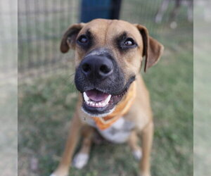 American Staffordshire Terrier-Unknown Mix Dogs for adoption in San Antonio, TX, USA