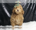 Puppy Blake F1B Goldendoodle (Miniature)