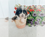 Puppy 3 Aussiedoodle Miniature 