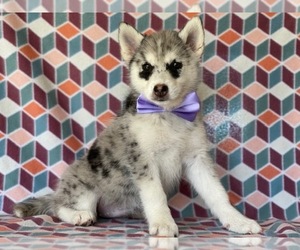 Pomsky Puppy for sale in LANCASTER, PA, USA