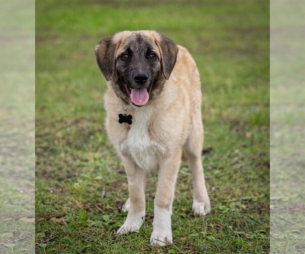 Medium Photo #4 Anatolian Shepherd-Unknown Mix Puppy For Sale in Plymouth, MN, USA