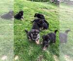 Small Photo #5 German Shepherd Dog Puppy For Sale in SACO, ME, USA