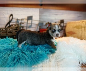 Chihuahua Puppy for sale in CARTHAGE, TX, USA