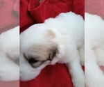 Small #3 Great Pyrenees