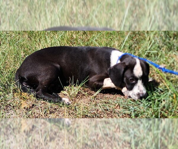 Medium Photo #2 Mutt Puppy For Sale in Wetumpka, AL, USA