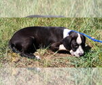 Small #1 Mutt