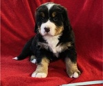 Small Photo #1 Bernese Mountain Dog Puppy For Sale in GREEN FOREST, AR, USA