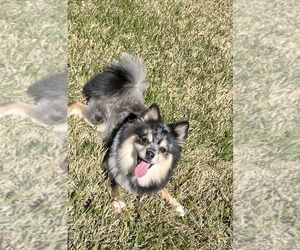 Pomeranian Puppy for sale in HOUSTON, TX, USA