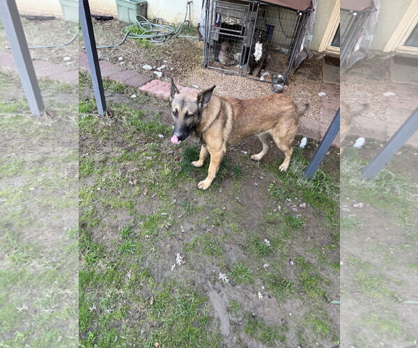 Medium Photo #2 German Shepherd Dog-Unknown Mix Puppy For Sale in Woodland, CA, USA