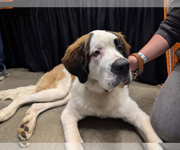 Medium Photo #2 Saint Bernard Puppy For Sale in Sioux Falls, SD, USA