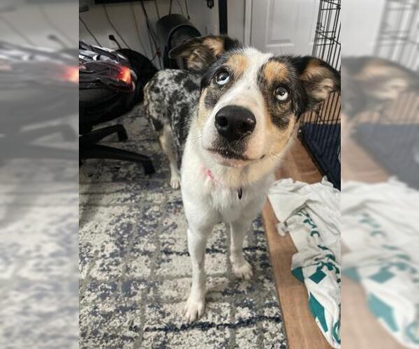 Medium Photo #1 Australian Shepherd-Unknown Mix Puppy For Sale in San Martin, CA, USA