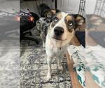 Small Australian Shepherd Mix