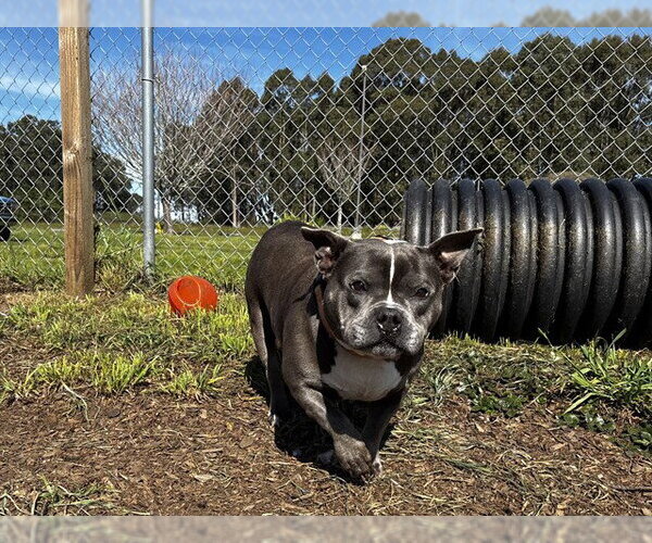 Medium Photo #1 Mutt Puppy For Sale in McKinleyville, CA, USA