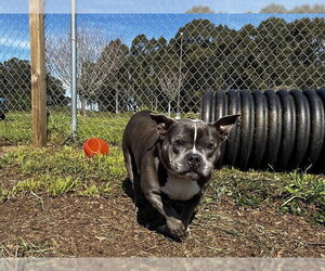 Mutt Dogs for adoption in McKinleyville, CA, USA