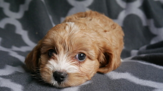 Cavapoo Puppy for sale in KENSINGTON, OH, USA