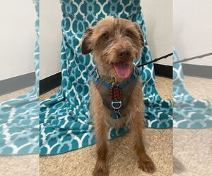 Mutt Dogs for adoption in Phoenix, AZ, USA