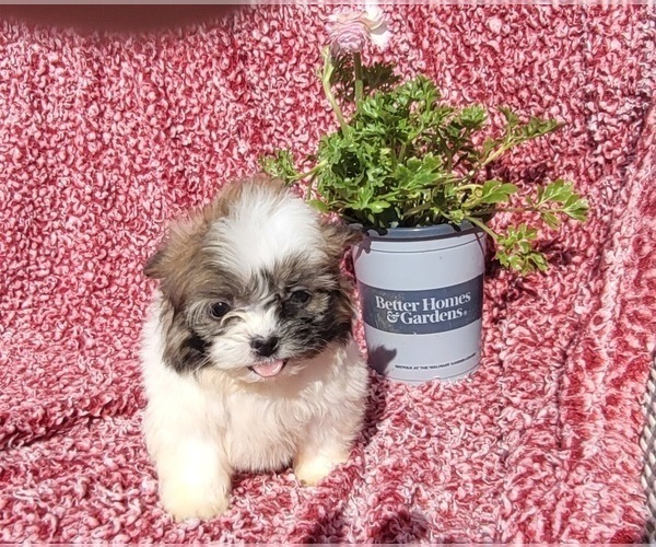 Medium Photo #1 Shiranian Puppy For Sale in MEADOWS OF DAN, VA, USA