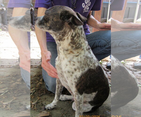 Medium Photo #4 Mutt Puppy For Sale in Conroe, TX, USA