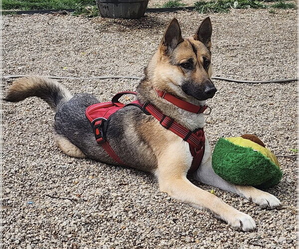 Medium Photo #4 Gerberian Shepsky Puppy For Sale in Germantown, OH, USA