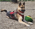 Small #3 Gerberian Shepsky