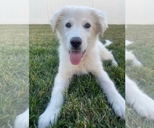 Great Pyrenees Dogs for adoption in Bountiful, UT, USA