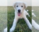 Small Great Pyrenees