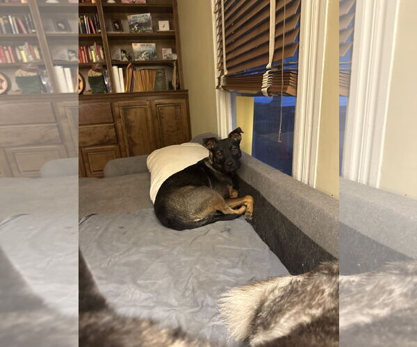 Medium Photo #2 American Pit Bull Terrier-Miniature Pinscher Mix Puppy For Sale in Holly Springs, NC, USA