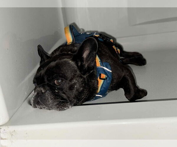 Medium Photo #3 French Bulldog Puppy For Sale in Catasauqua, PA, USA