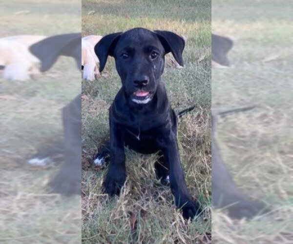 Medium Photo #4 Labrador Retriever-Unknown Mix Puppy For Sale in Alexander, AR, USA