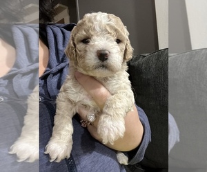 Cockapoo Puppy for sale in LOWELL, MA, USA