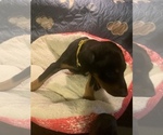 Small Photo #6 Doberman Pinscher Puppy For Sale in MONROE CITY, MO, USA