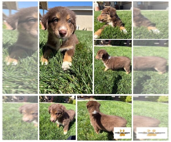 Medium Photo #1 Australian Shepherd Puppy For Sale in MODESTO, CA, USA